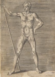 Obdarty ze skóry mężczyzna widziany z przodu, trzymający kij, ca. 1531-76.