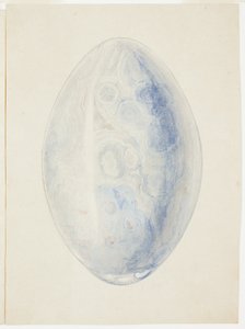 Przegląd kamieni Oval Shell Stone