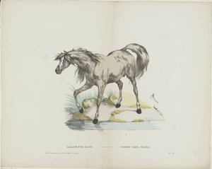 Étalon pur sang / Ogier pełna krew (tytuł na obiekcie) autorstwa Glenisson and Van Genechten