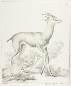 Antylopa