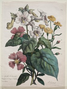 Kurs Historii Naturalnej, zawierający główne gatunki królestwa zwierząt..., 1825. autorstwa Gottfried or Godefroy Engelmann