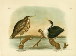 Bąk australijski, 1891 autorstwa Gracius Broinowski