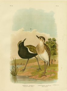 Australijska sieweczka złota lub sieweczka złota pacyficzna, 1891 autorstwa Gracius Broinowski