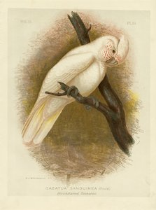 Kakadu Zakrwawiona, 1891 autorstwa Gracius Broinowski