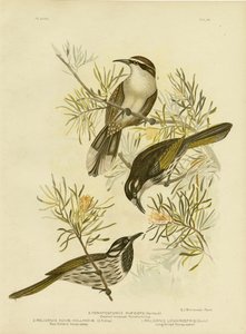 Honeyeater długodzioby, 1891 autorstwa Gracius Broinowski