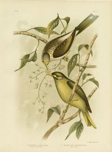 Luteous Honeyeater Or Yellow-Throated Miner, 1891 autorstwa Gracius Broinowski