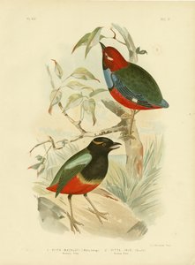 Pitta Macklota, 1891 autorstwa Gracius Broinowski