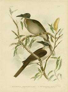 Głośny Friarbird, 1891 autorstwa Gracius Broinowski