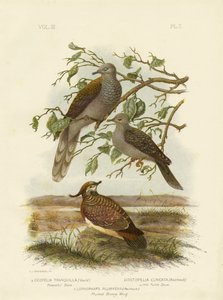Spokojna gołębica, 1891 autorstwa Gracius Broinowski