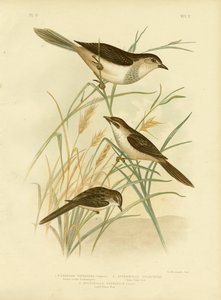 Cincloramphus Rufous lub Rufous Songlark, 1891 autorstwa Gracius Broinowski