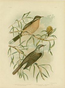 Miodownik z kolczastym policzkiem, 1891 autorstwa Gracius Broinowski
