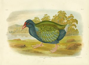 Takahe, 1891 autorstwa Gracius Broinowski