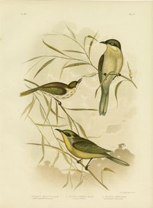 Wattle-Cheeked Honeyeater Or Purple-Gaped Honeyeater, 1891 autorstwa Gracius Broinowski