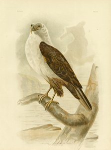 Bielik morski, 1891 autorstwa Gracius Broinowski