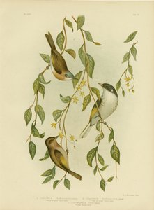 Miodownik białogardły, 1891 autorstwa Gracius Broinowski