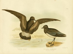 Burzowy Petrel z żółtą błoną, 1891 autorstwa Gracius Broinowski