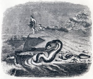 Przód i ogon węża (La tete et la queue du serpent) - Baśnie La Fontaine