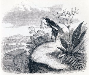 Erkė ir musė – „La Fontainepoli“ pasakos autorstwa Grandville