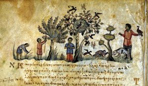 Polowanie z sokołem i chwytanie gniazd ptaków. Grecki rękopis Oppianus De Venatione 13 wieku. autorstwa Greek School