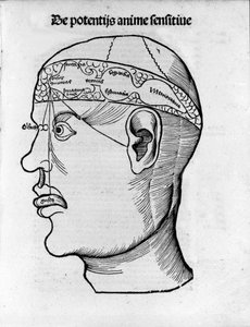 Cięcie mózgu: badanie lokalizacji różnych funkcji mózgu. Grawer z „Margarita phylosophia” Gregora Reischa (1467-1525), Bale