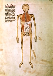 ANATOMIA: Miniatura z "Anatomii" Guido da Vigevano, lekarza króla Francji Filipa VI (miniatura)