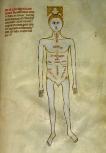 Deski anatomiczno-chirurgiczne: lokalizacja narządów męskich. W „Liber notables Filippi siódmy król Franków, wydobyty z ksiąg Galien”” Gui de Pavia około 1345. Chantilly, Musee Conde