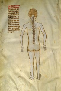 Deski anatomiczne i chirurgiczne: rdzeń kręgowy (w kręgach kręgosłupa). W „Liber notables Filippi siódmy król Franków, wydobyty z ksiąg Galien”” Gui de Pavia około 1345. Chantilly, Musee Conde