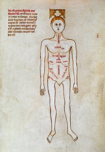 Chirurgia: przedstawienie ludzkiego ciała. Miniatura w „Liber notables Filippi siódmy król Franków, wydobyty z ksiąg Galien” napisany przez Gui (Guy) z Pawii