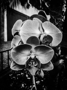 Flower nº 10, 2025 (zdjęcie) autorstwa Guilherme Pontes