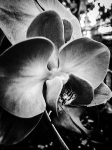 Flower nº 11, 2025 (zdjęcie)