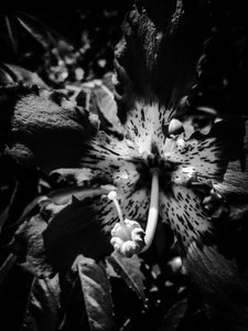 Flower nº 20, 2025 (zdjęcie) autorstwa Guilherme Pontes