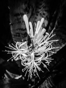 Flower nº 22, 2025 (zdjęcie) autorstwa Guilherme Pontes