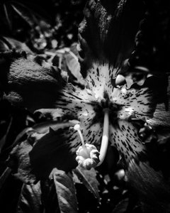 Flower nº 23, 2025 (zdjęcie) autorstwa Guilherme Pontes