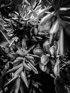 Flower nº 30, 2025 (zdjęcie) autorstwa Guilherme Pontes