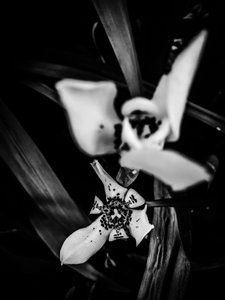 Flower nº 31, 2025 (zdjęcie)