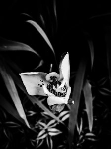 Flower nº 32, 2025 (zdjęcie)