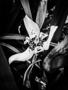 Flower nº 35, 2025 (zdjęcie) autorstwa Guilherme Pontes