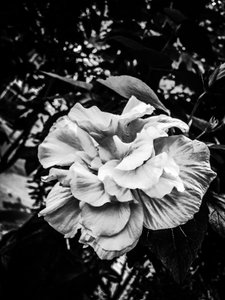 Flower nº 39, 2025 (zdjęcie)