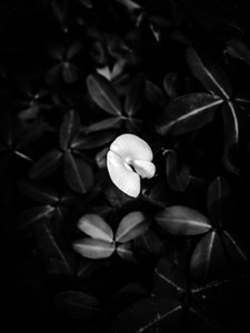 Flower nº 40, 2025 (zdjęcie) autorstwa Guilherme Pontes