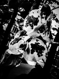 Flower nº 4, 2025 (zdjęcie) autorstwa Guilherme Pontes