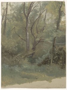 leśny widok