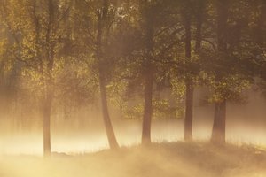 Złota poranna mgła autorstwa Gustav Davidsson
