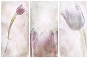 Lawendowy tulipanowy sen autorstwa Gustav Davidsson