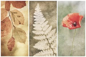 Trio Vintage Nature