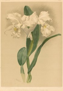 Cattleya Mendelii Quorndon House Var. autorstwa Gustav Leutzsch after Henry George Moon