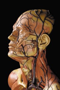 Szczegół anatomicznego męskiego modelu ecorche, przedstawiający mięśnie, tętnice i żyły, układ krążenia i nerwowy autorstwa Gustav Zeiller