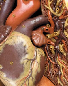 Szczegół anatomicznego męskiego modelu ecorche, przedstawiający mięśnie, tętnice i żyły, układ krążenia i nerwowy autorstwa Gustav Zeiller