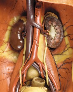 Szczegół męskiego modelu anatomicznego ecorche, przedstawiający mięśnie, tętnice i żyły, krążenie i układ nerwowy (wosk) (patrz również 469822 do 469827) autorstwa Gustav Zeiller