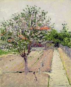 Kwitnąca jabłoń, ok. 1885 r. autorstwa Gustave Caillebotte