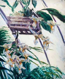 storczyki, ok. 1893 (olej na płótnie) autorstwa Gustave Caillebotte